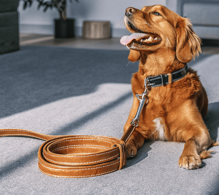 Happy dog wearing a high quality collar